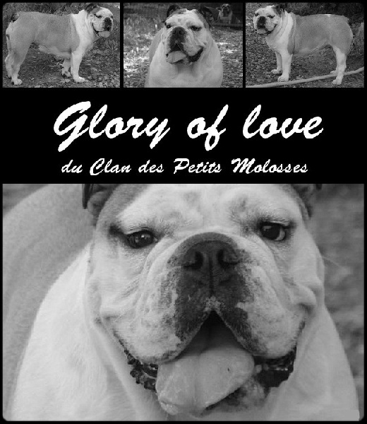 Glory of love du clan des petits molosses
