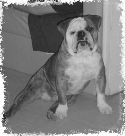 Athos du clan des petits molosses