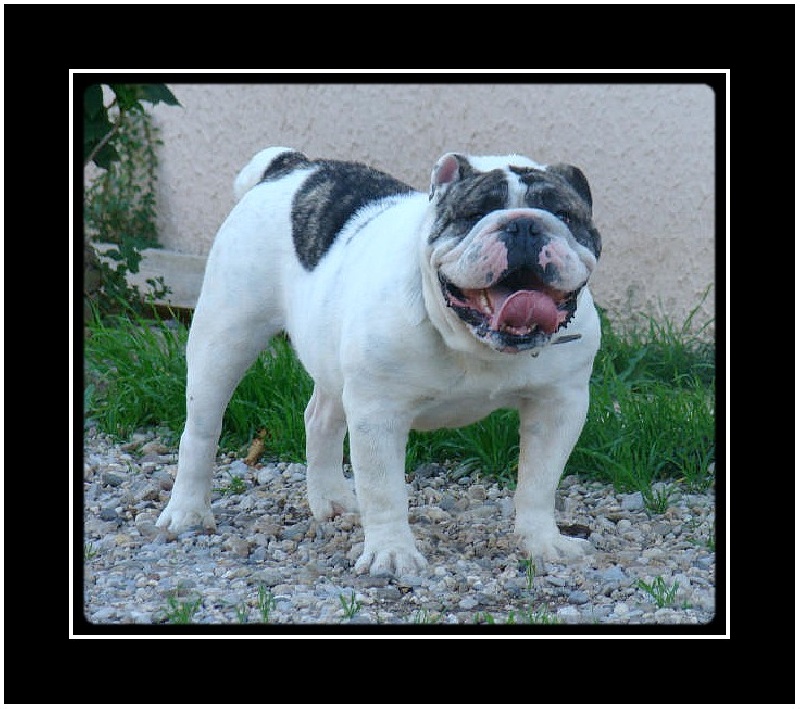 Elliot du clan des petits molosses