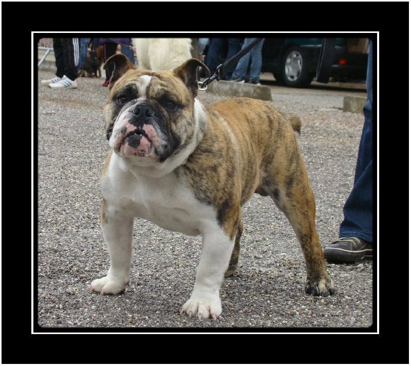 Goliath du clan des petits molosses