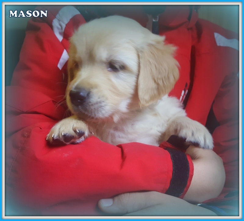 Mason du clan des petits molosses